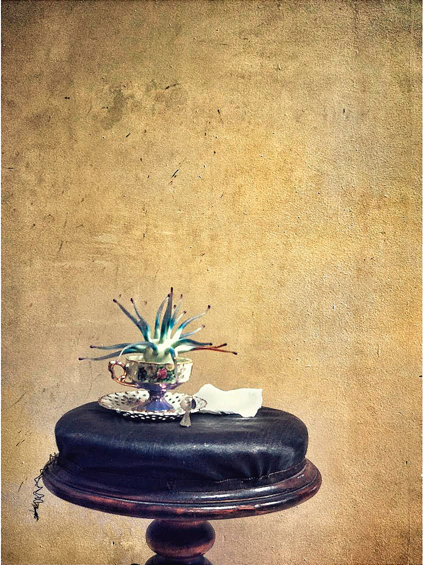 tea-cup-octipi